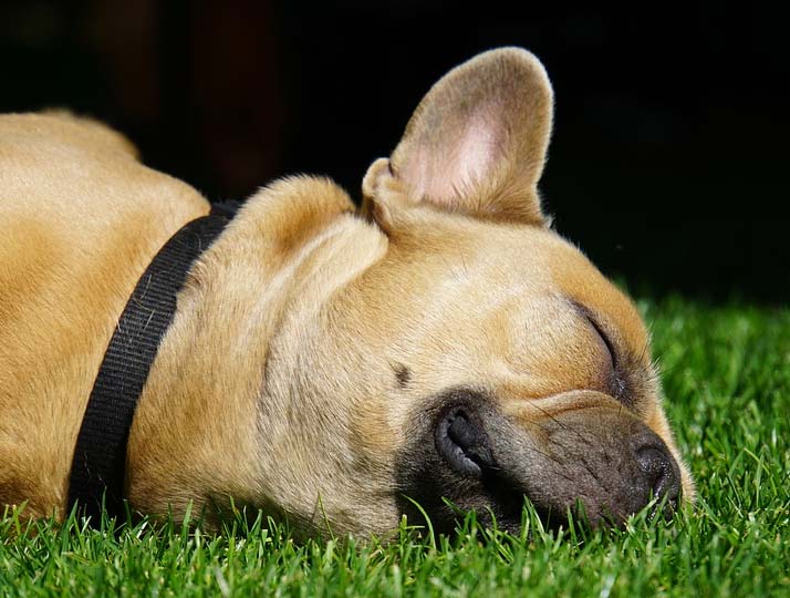 Integrative  Veterinarian in $city