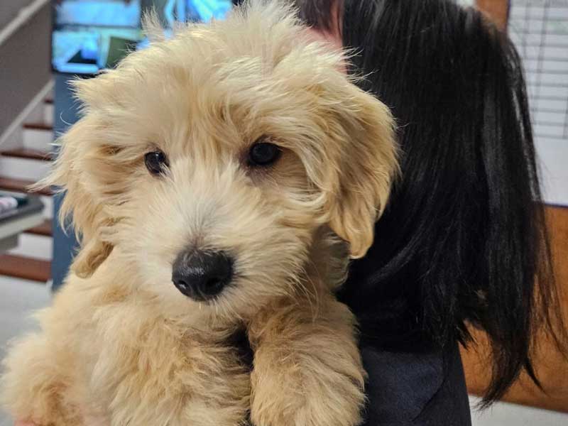 Veterinary Jobs in Burlington