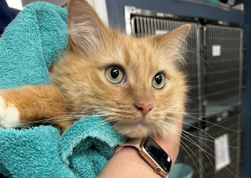 Carousel Slide 4: Cat veterinary exams