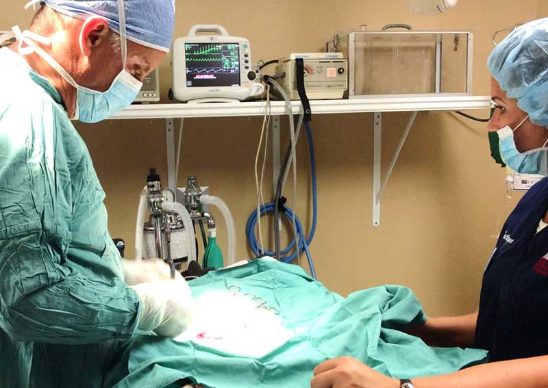 Carousel Slide 6: Veterinary surgery