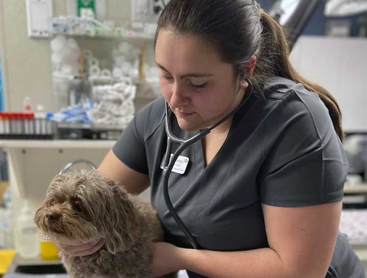 Preventive Care for Dogs