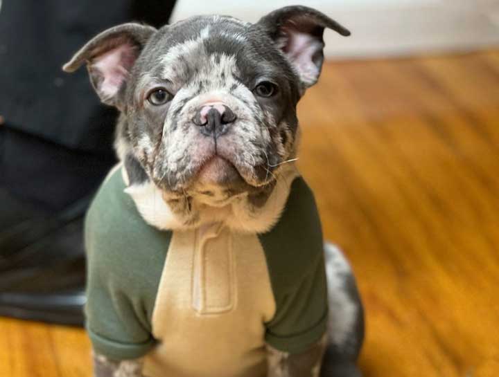 Pet Digital Radiology