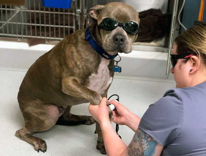 Pet Laser Therapy