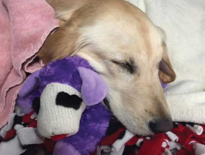 Gold-Standard Surgical Care