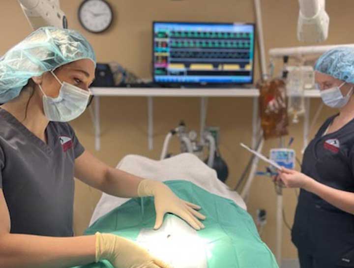 $City Veterinary Surgeries