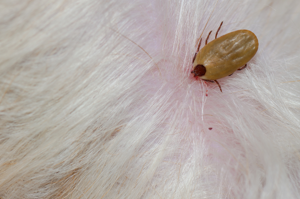 can my dog die from a tick bite