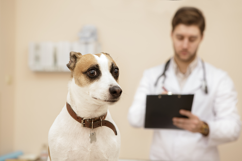 5 Answers to Your Questions About Fear Free Veterinary Care for Your Pet - Burlington Veterinary Center
