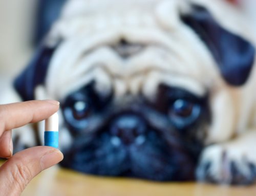 What Owners Should Know to Successfully Medicate Their Pets