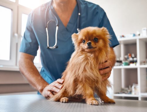 What’s Taking So Long? Veterinary Overload