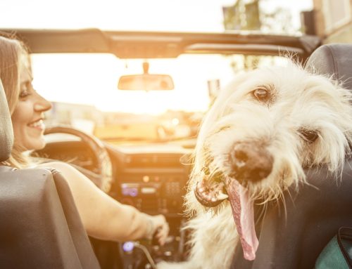 Pet Travel Do’s and Don’ts