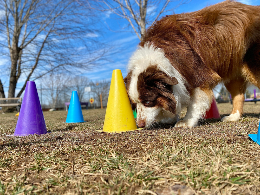 Mental Stimulation and Enrichment Ideas for your Dog