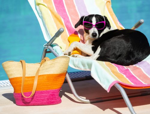 Summertime Safety: 8 Must-Have Items for Pets