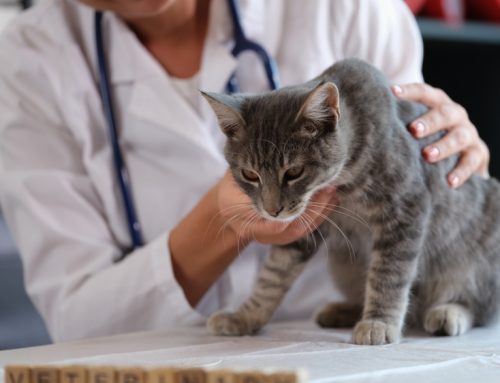 4 Facts Pet Owners Should Know About Chronic Kidney Disease