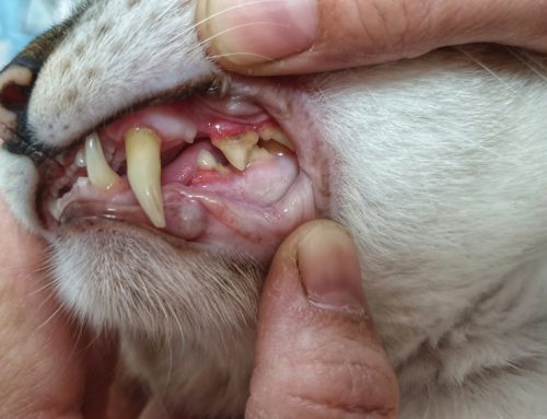 Getting to the Root of the Problem: 4 Tips for Managing Periodontal Disease in Pets