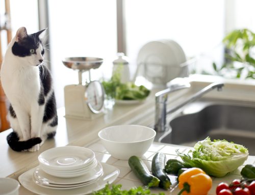 Common Household Items That Are Dangerous for Your Pet