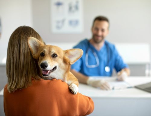 Preventing Pet Disease Through Routine Wellness Care