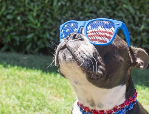 5 July Fourth Pet Safety Tips