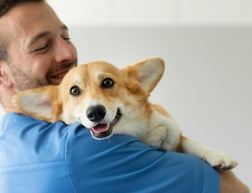 No Fear Here: Benefits of a Fear Free Certified Veterinary Clinic