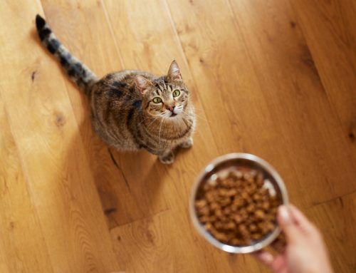 Pet Nutrition Misconceptions Debunked