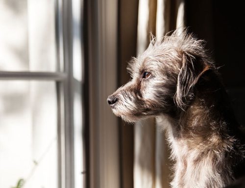 Understanding Pet Separation Anxiety: Expert Tips from Burlington Veterinary Center