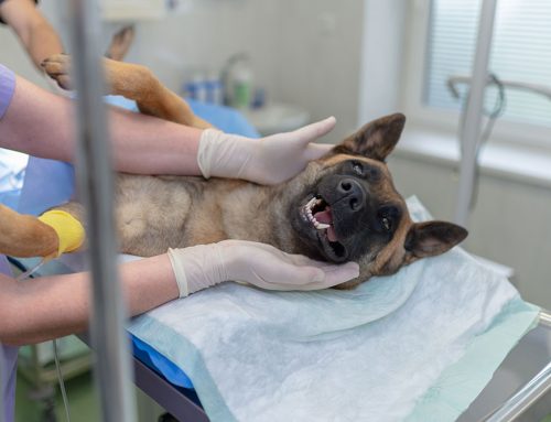 Seasonal Allergies in Pets: Signs, Relief, and When to See a Vet
