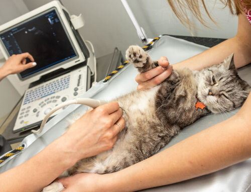 The Role of X-ray and Ultrasound in Diagnosing Pet Health Issues