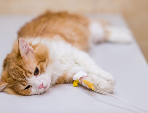 Common Aging Cat Diseases and How to Manage Them- (Cat-friendly practice, acupuncture, laser therapy, massage, herbal therapy)